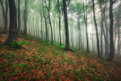 Misty Forest Scenery Photograph Print 100% Australian Made