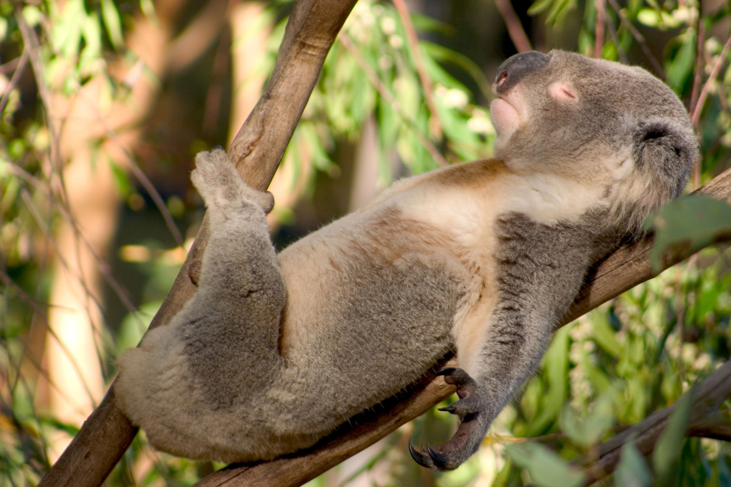 Koala Bear on Tree Photograph Print 100% Australian Made