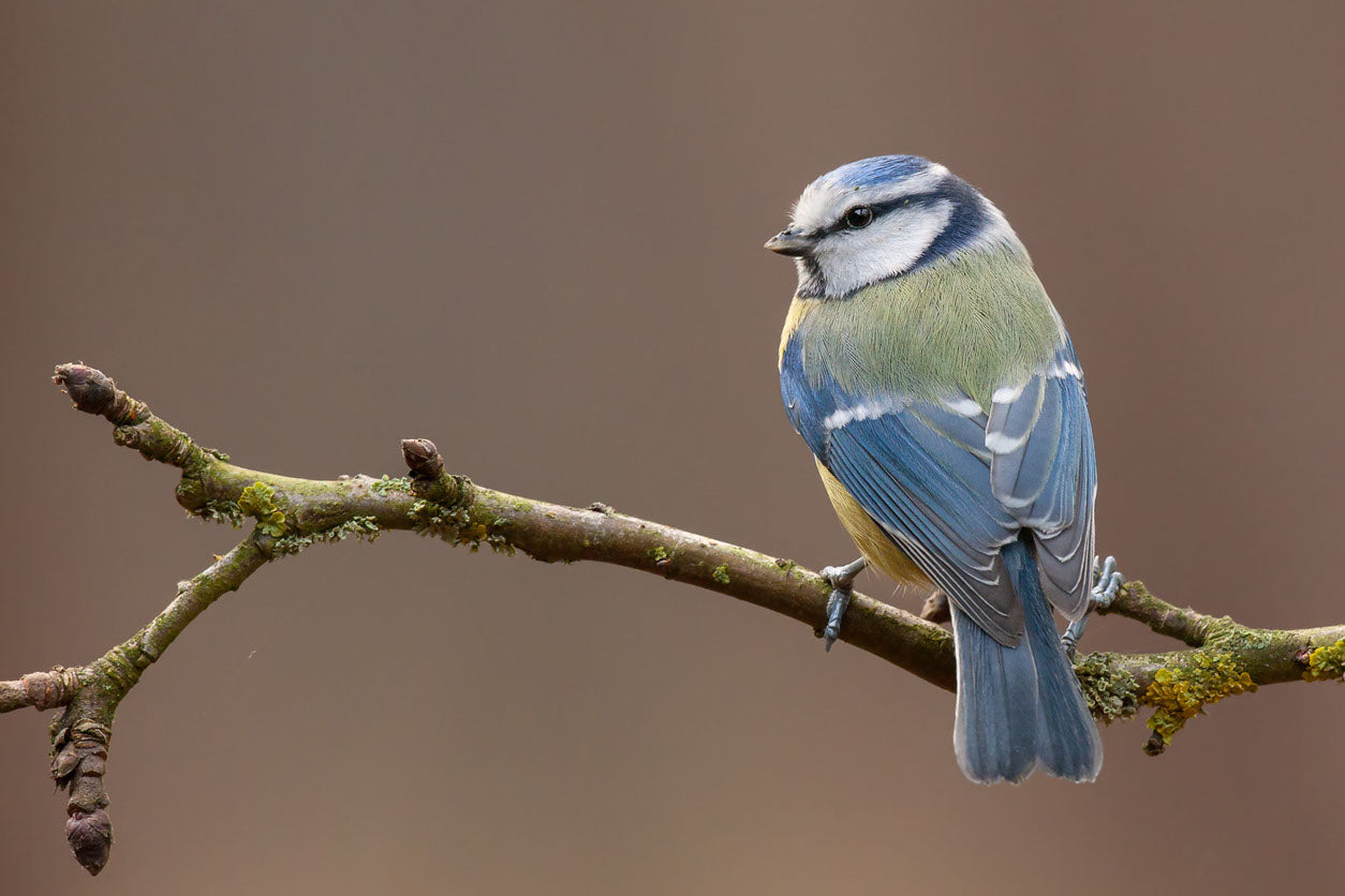 Little Bird on Tree Photograph Home Decor Premium Quality Poster Print Choose Your Sizes