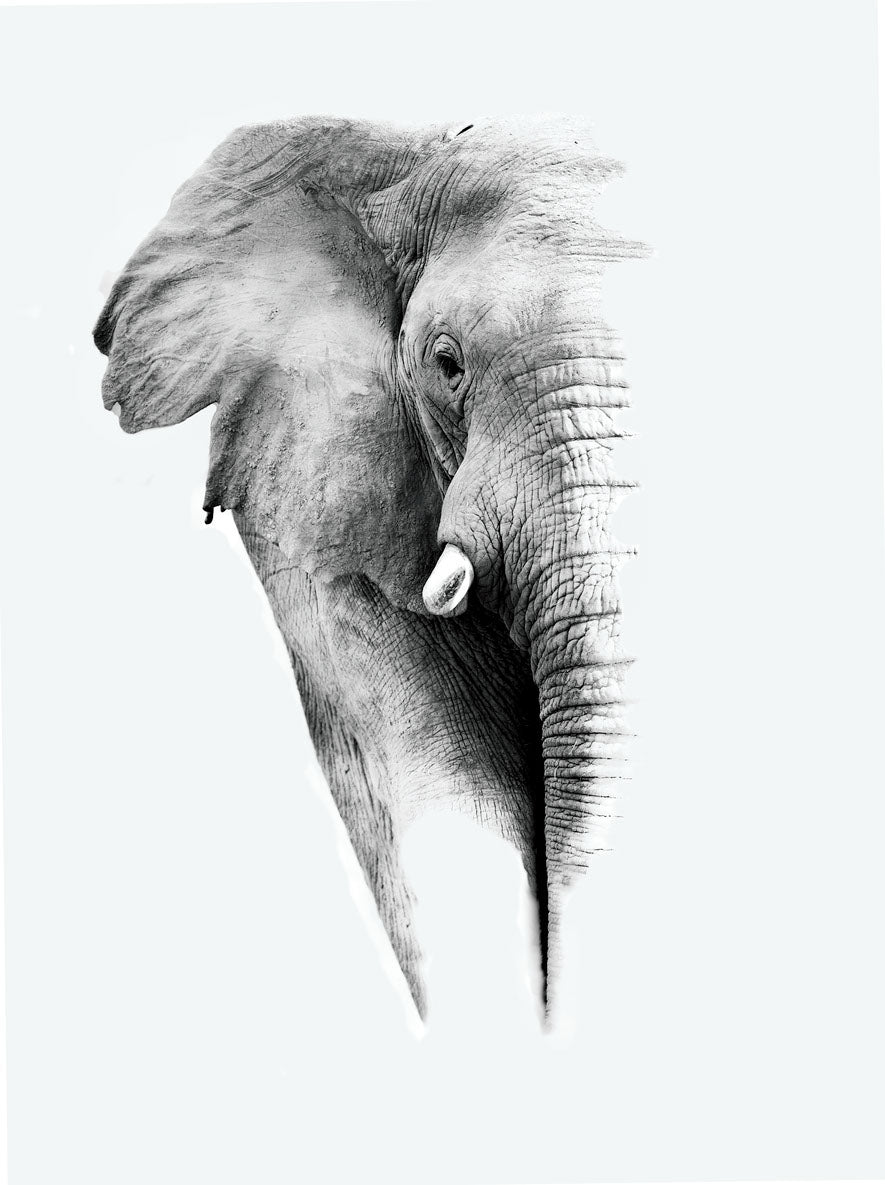 Elephant Portrait B&W Photograph Home Decor Premium Quality Poster Print Choose Your Sizes