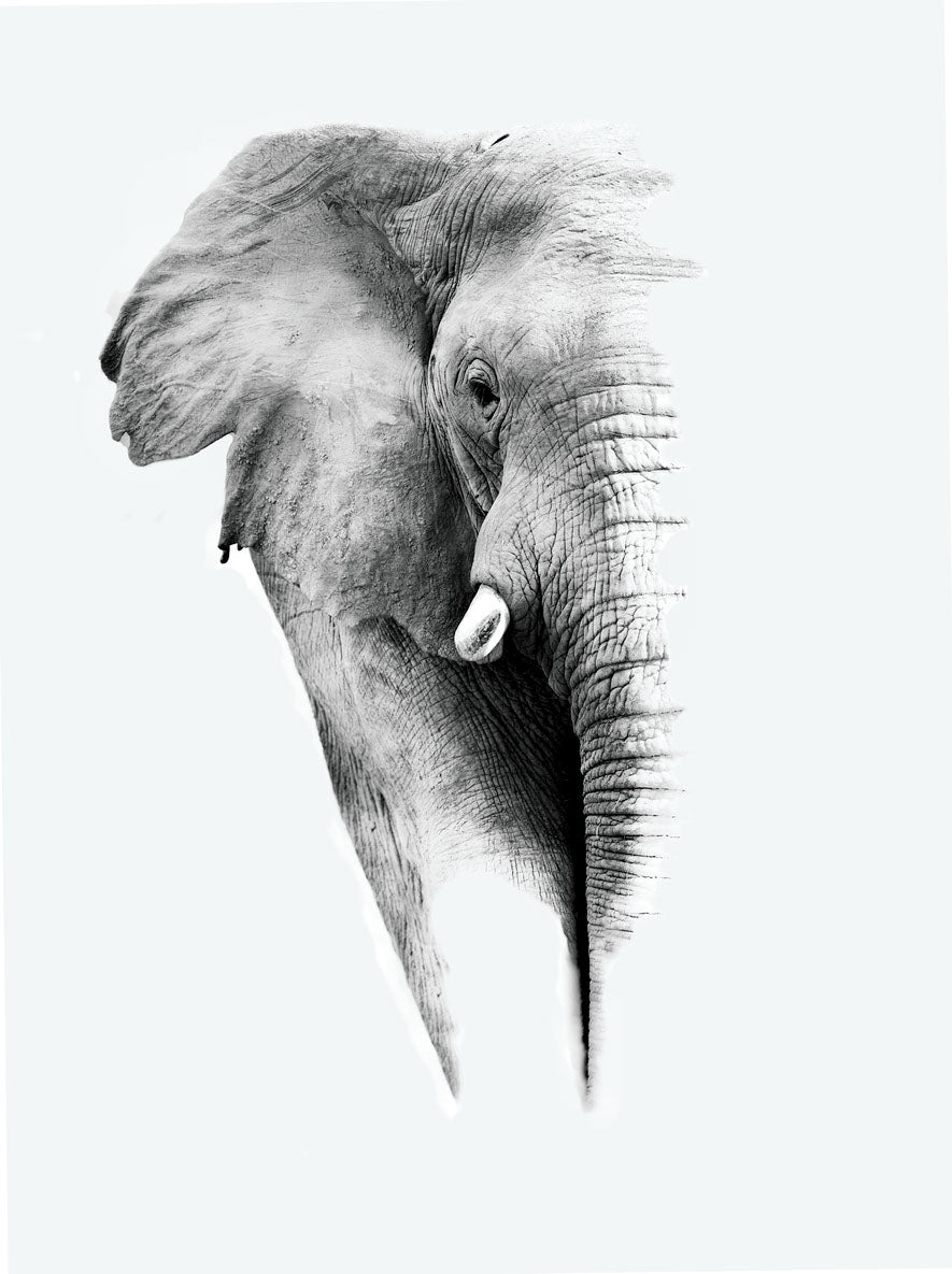 Elephant Portrait B&W Photograph Print 100% Australian Made