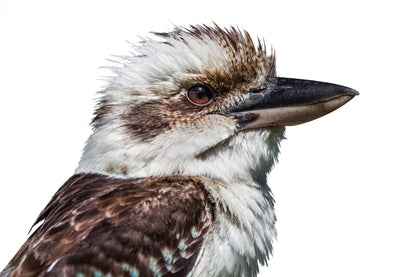 Kookaburra Bird Portrait Painting Print 100% Australian Made