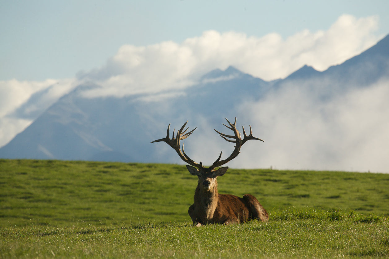 Deer in Meadow Scenery Photograph Home Decor Premium Quality Poster Print Choose Your Sizes