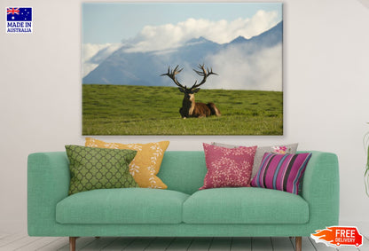 Deer in Meadow Scenery Photograph Print 100% Australian Made