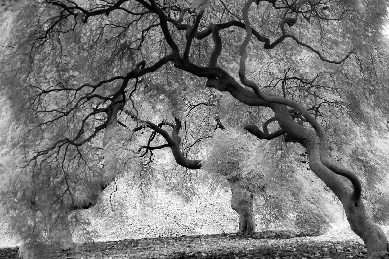 B&W Trees Forest Photograph Print 100% Australian Made