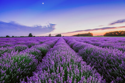 Lavender Field Sunset Photograph Print 100% Australian Made