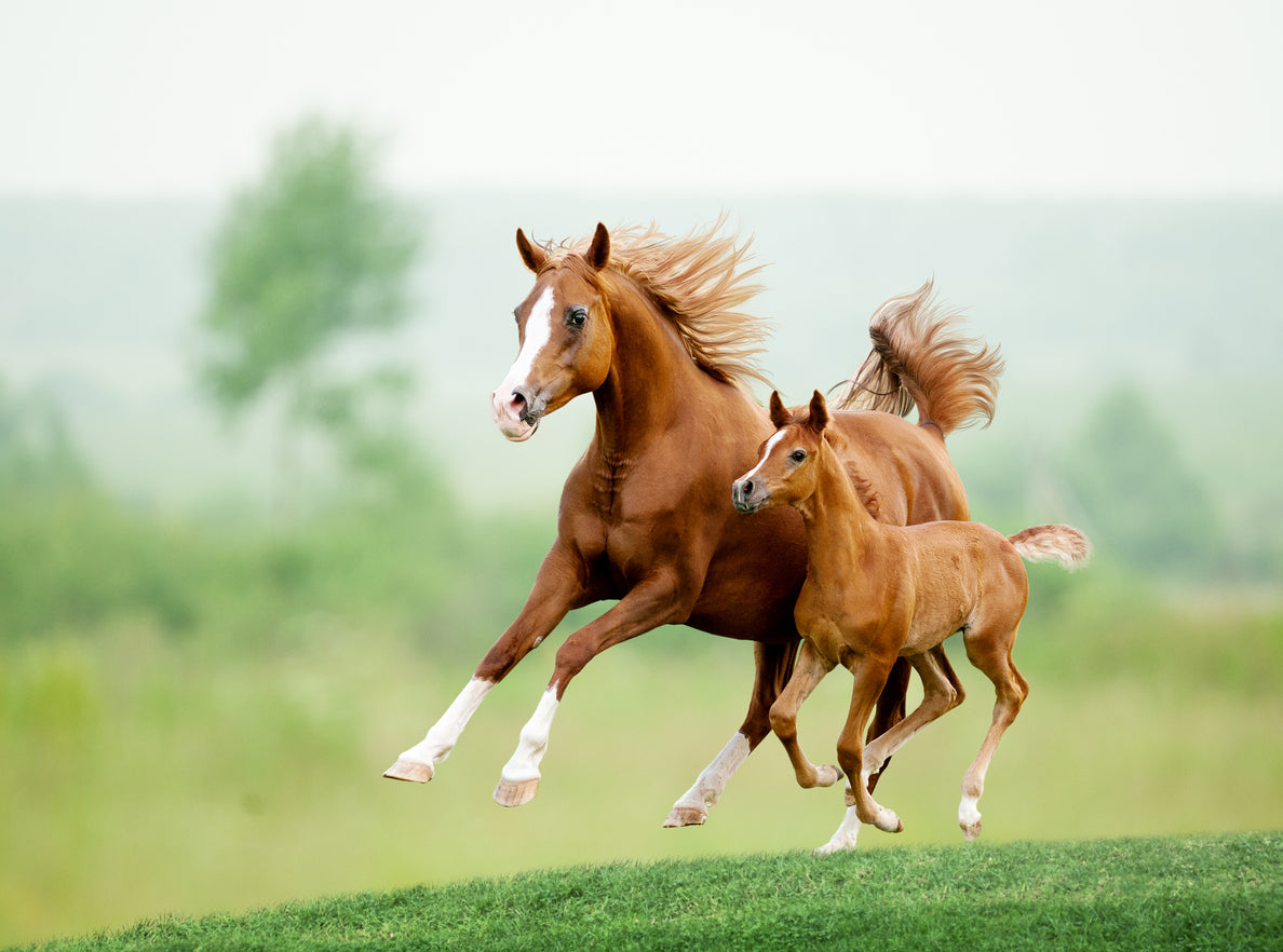 Horses Running on Ground Scenery Home Decor Premium Quality Poster Print Choose Your Sizes