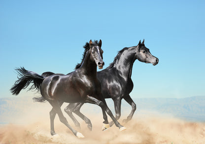 Horses Running On Sand Photograph Home Decor Premium Quality Poster Print Choose Your Sizes