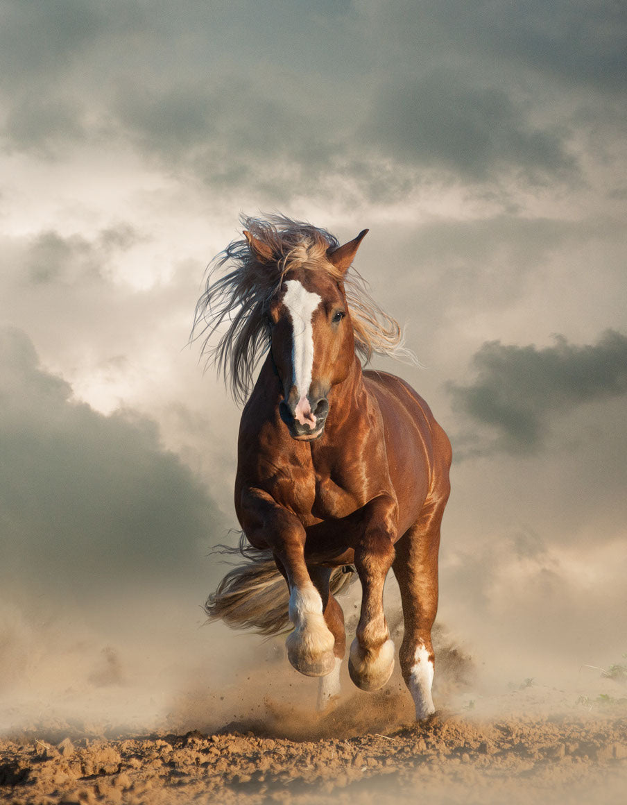 Horse Running On Sand Photograph Home Decor Premium Quality Poster Print Choose Your Sizes