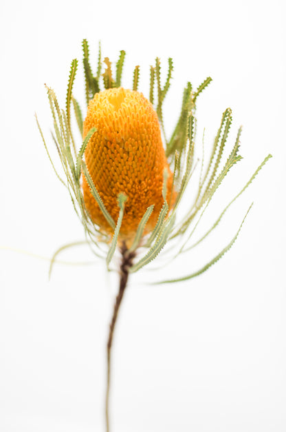 Yellow Flower Closeup Photograph Print 100% Australian Made