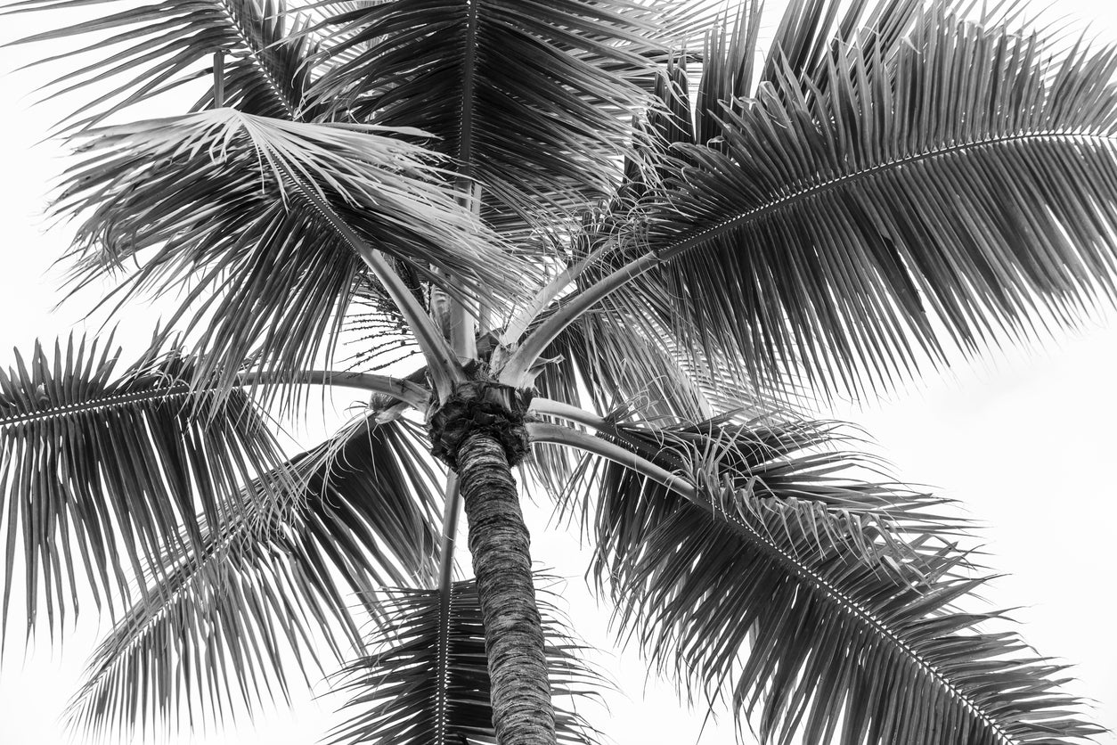 Palm Tree B&W Photograph Home Decor Premium Quality Poster Print Choose Your Sizes