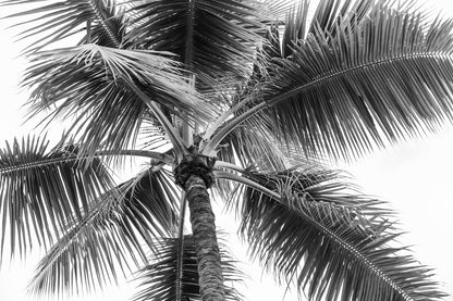 Palm Tree B&W Photograph Print 100% Australian Made