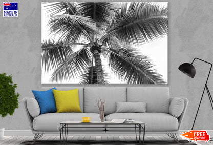 Palm Tree B&W Photograph Print 100% Australian Made