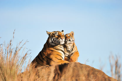 Tiger Pair on a Rock Photograph Home Decor Premium Quality Poster Print Choose Your Sizes