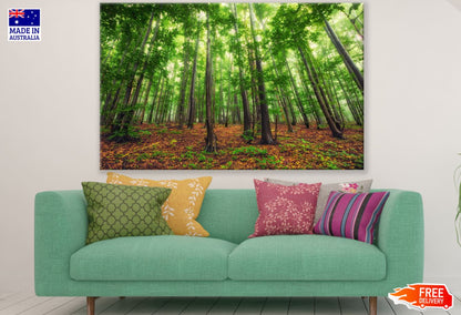 Stunning Forest Scenery View Print 100% Australian Made