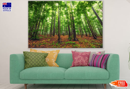 Stunning Forest Scenery View Print 100% Australian Made