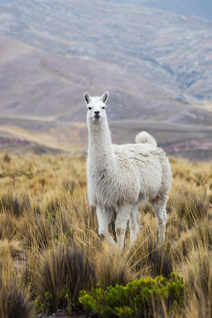 Llama on Grass Field Photograph Home Decor Premium Quality Poster Print Choose Your Sizes