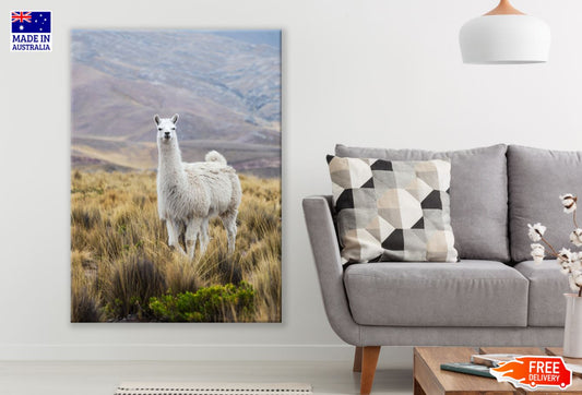 Llama on Grass Field Photograph Print 100% Australian Made