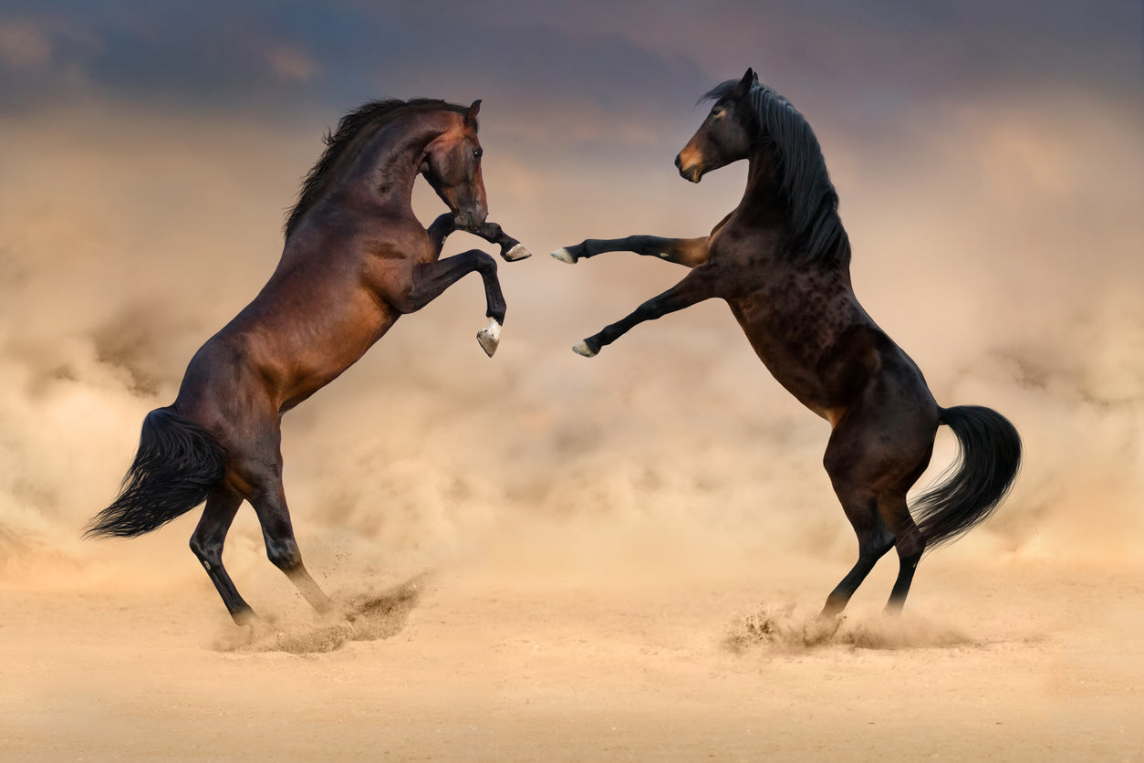 Horses Running On Sand Photograph Home Decor Premium Quality Poster Print Choose Your Sizes