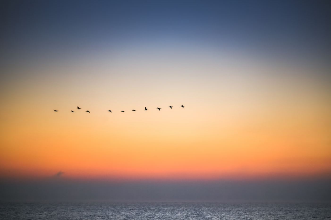 Bird Flying at Sunset Photograph Print 100% Australian Made