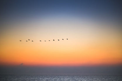 Bird Flying at Sunset Photograph Print 100% Australian Made