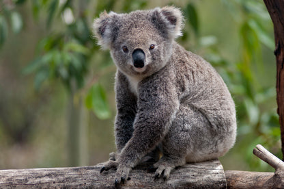 Koala Bear on a Tree Photograph Print 100% Australian Made