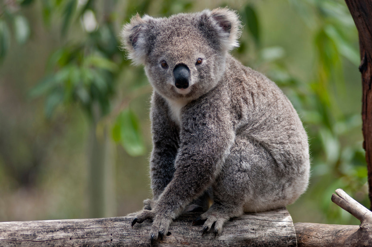 Koala Bear on a Tree Photograph Home Decor Premium Quality Poster Print Choose Your Sizes