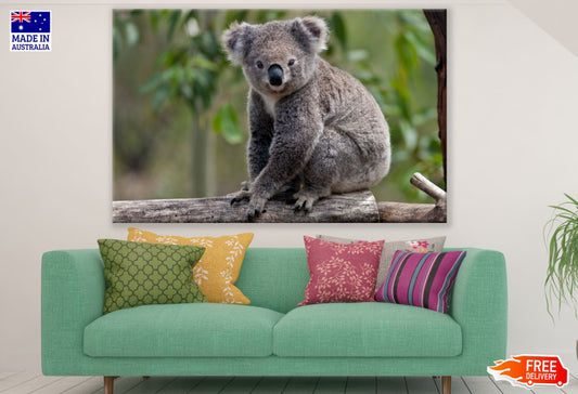 Koala Bear on a Tree Photograph Print 100% Australian Made