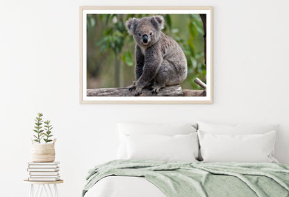 Koala Bear on a Tree Photograph Home Decor Premium Quality Poster Print Choose Your Sizes