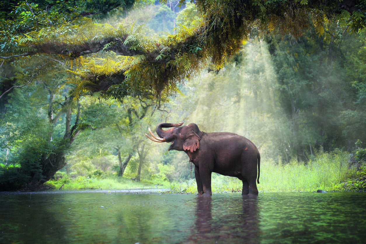 Elephant Near River Photograph Home Decor Premium Quality Poster Print Choose Your Sizes