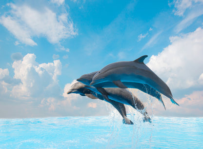 Dolphins Leaping Out from Sea Home Decor Premium Quality Poster Print Choose Your Sizes