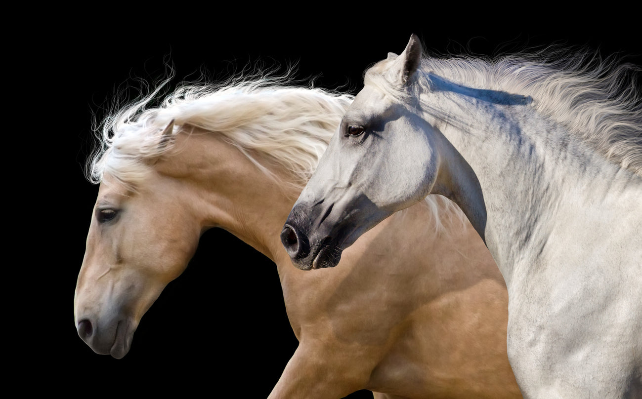 Horses Portrait Photograph Home Decor Premium Quality Poster Print Choose Your Sizes