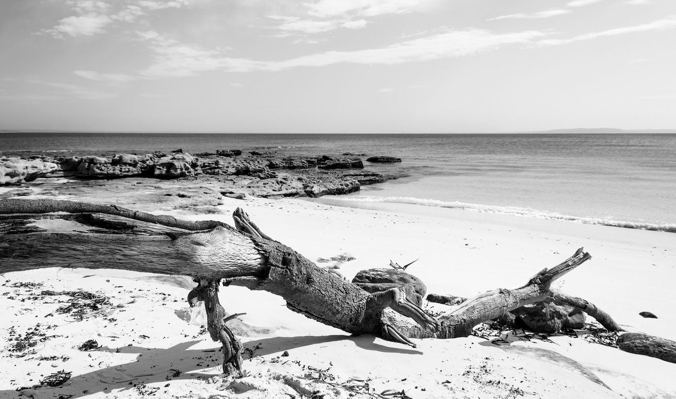 Dead Tree on Beach B&W Photograph Print 100% Australian Made