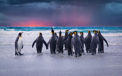 Penguins Near Sea Photograph Home Decor Premium Quality Poster Print Choose Your Sizes