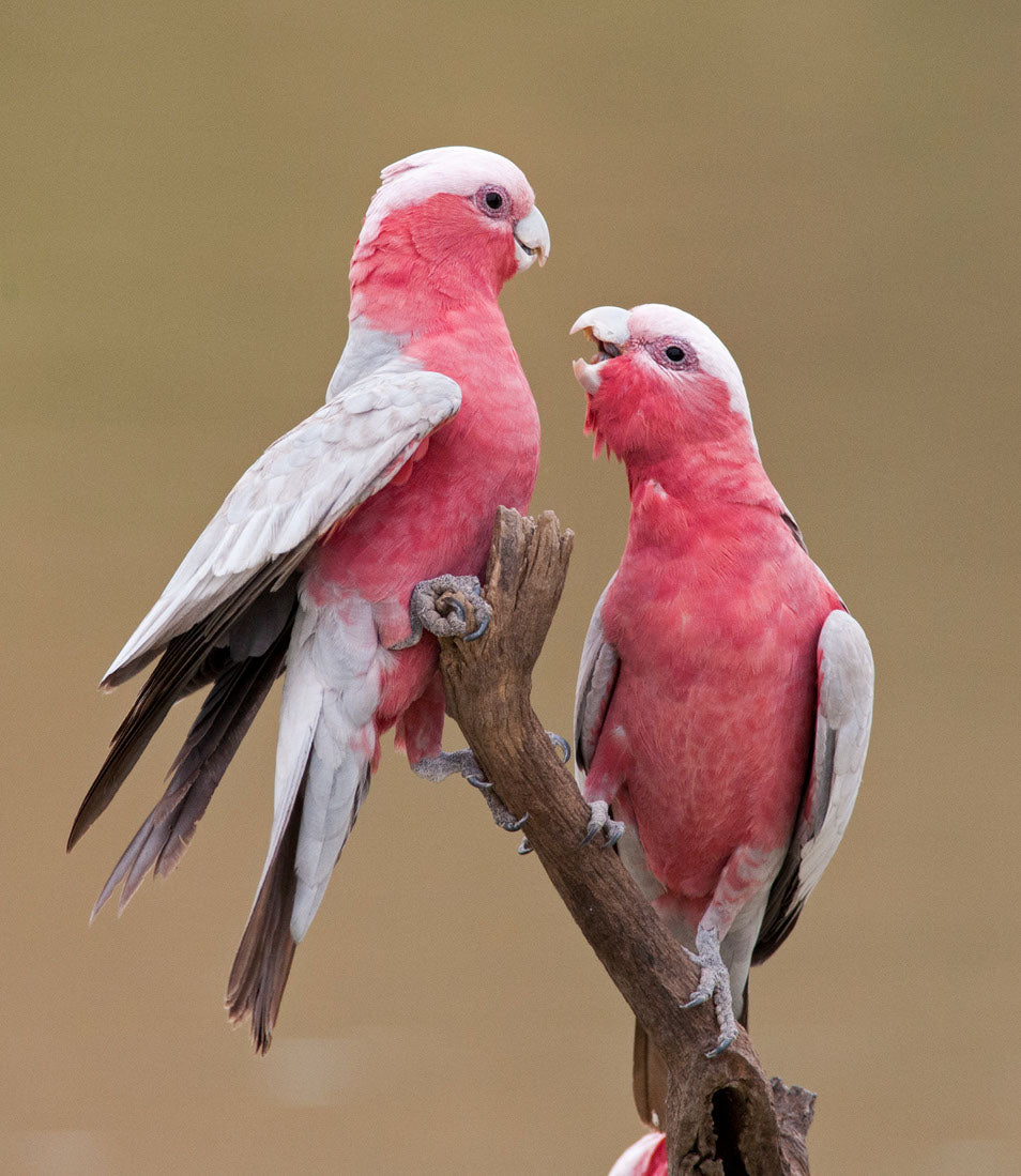 Love Birds on Tree Photograph Home Decor Premium Quality Poster Print Choose Your Sizes