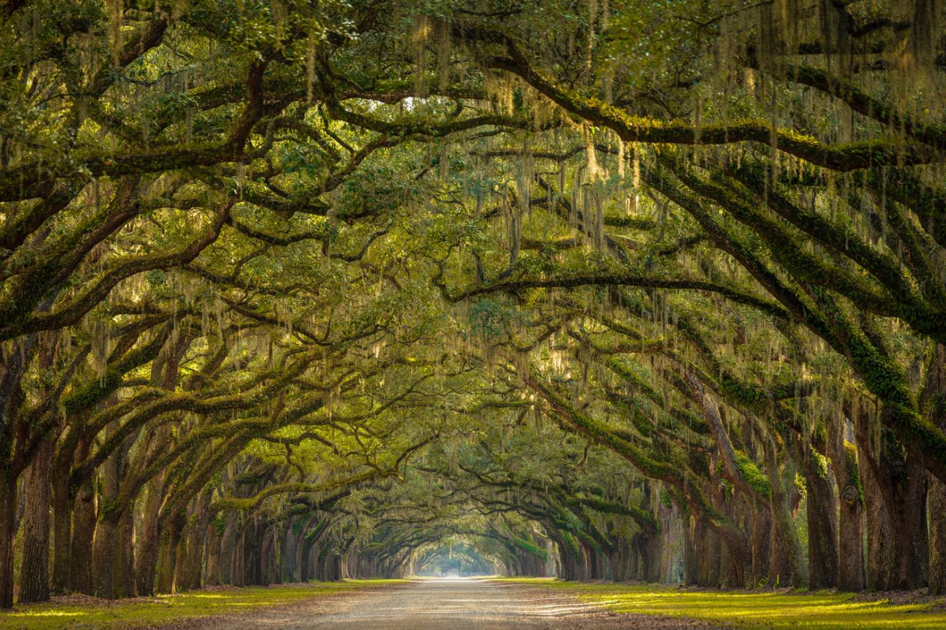 Road Covered with Trees Scenery Home Decor Premium Quality Poster Print Choose Your Sizes