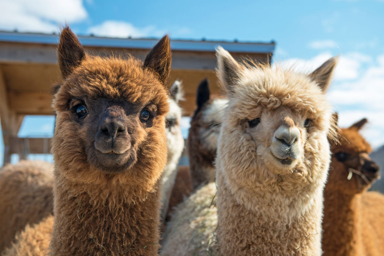 Alpacas Portrait Photograph Home Decor Premium Quality Poster Print Choose Your Sizes