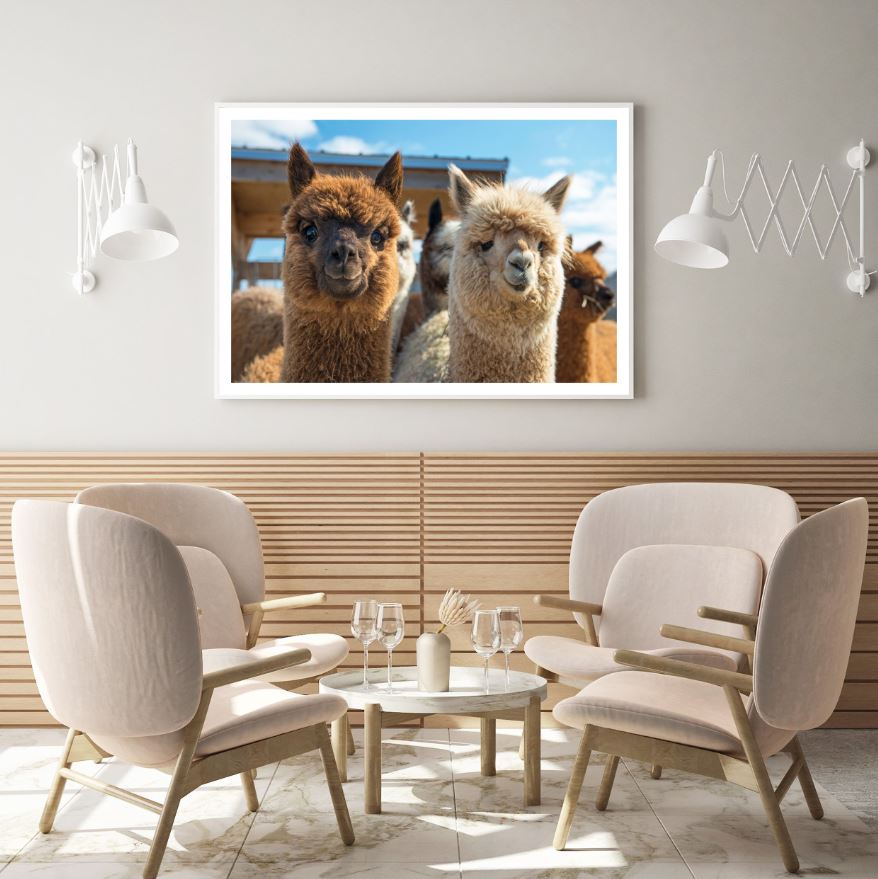 Alpacas Portrait Photograph Home Decor Premium Quality Poster Print Choose Your Sizes