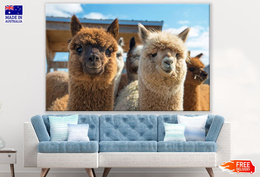 Alpacas Portrait Photograph Print 100% Australian Made