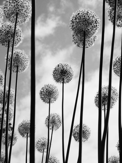 Dandelion Flowers B&W Photograph Home Decor Premium Quality Poster Print Choose Your Sizes