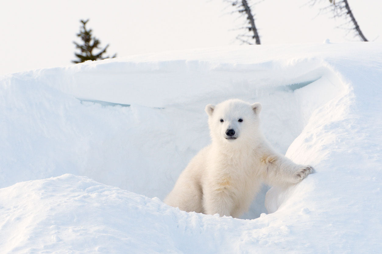 Polar Bear Cub on Snow Photograph Print 100% Australian Made