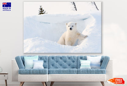 Polar Bear Cub on Snow Photograph Print 100% Australian Made