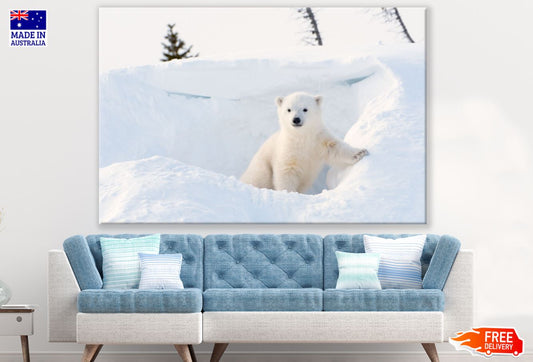 Polar Bear Cub on Snow Photograph Print 100% Australian Made