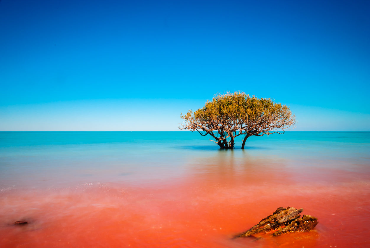 Tree in Sea Scenery Photograph Print 100% Australian Made