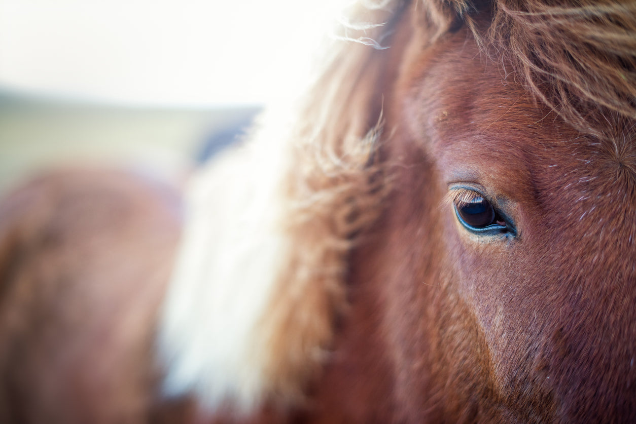 Horse Portrait Eye Photograph Home Decor Premium Quality Poster Print Choose Your Sizes