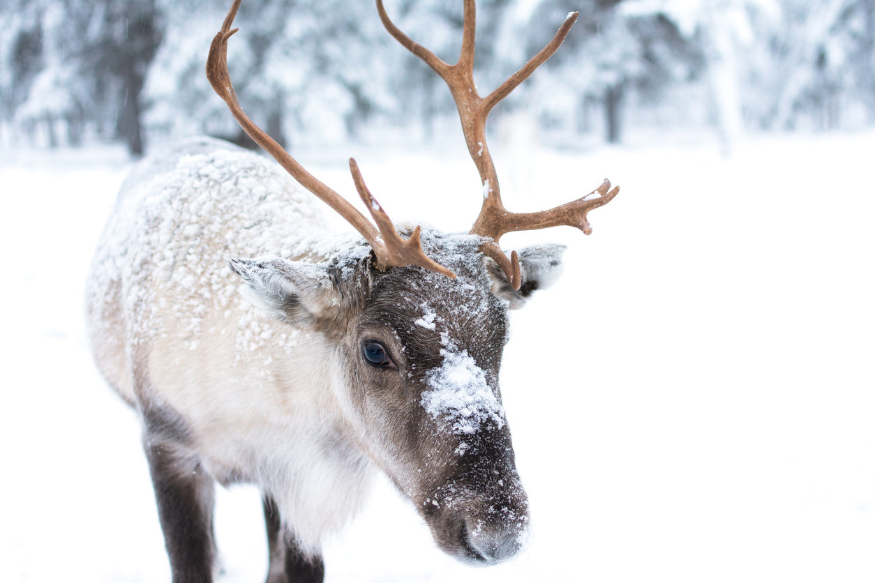 Deer in Snow Forest Photograph Home Decor Premium Quality Poster Print Choose Your Sizes