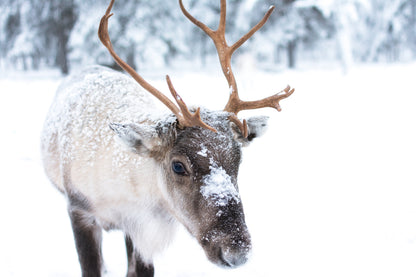 Deer in Snow Forest Photograph Home Decor Premium Quality Poster Print Choose Your Sizes