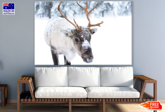 Deer in Snow Forest Photograph Print 100% Australian Made