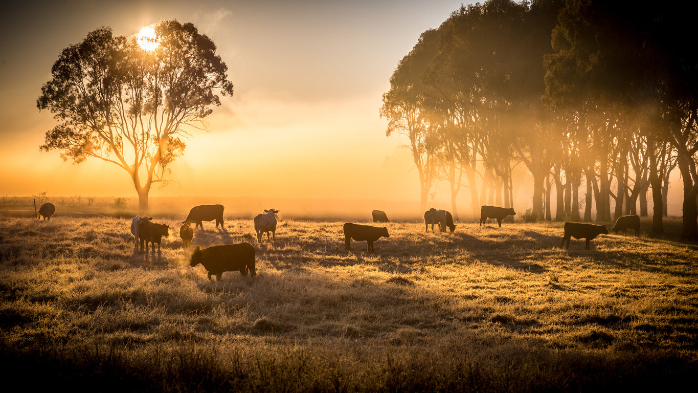 Cows on Meadow at Sunset Scenery Print 100% Australian Made