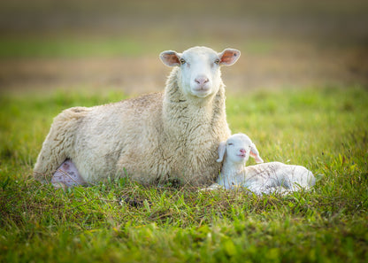 Sheep & Lamb on Grass Photograph Home Decor Premium Quality Poster Print Choose Your Sizes